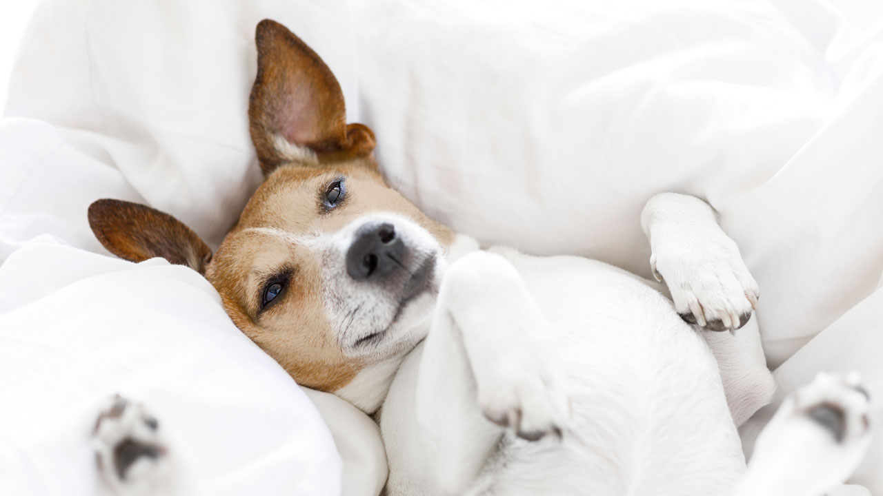 VET CBD &Ouml;L f&uuml;r Hunde