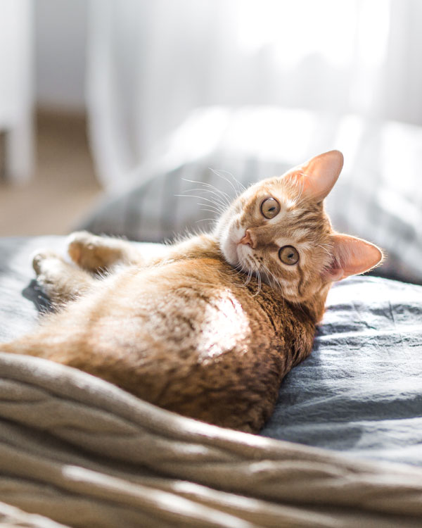 Hanf&ouml;l f&uuml;r Katzen