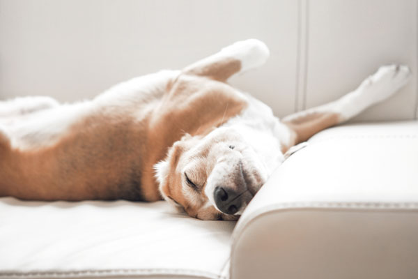 Besonders f&uuml;r sensible Hunde und Katzen