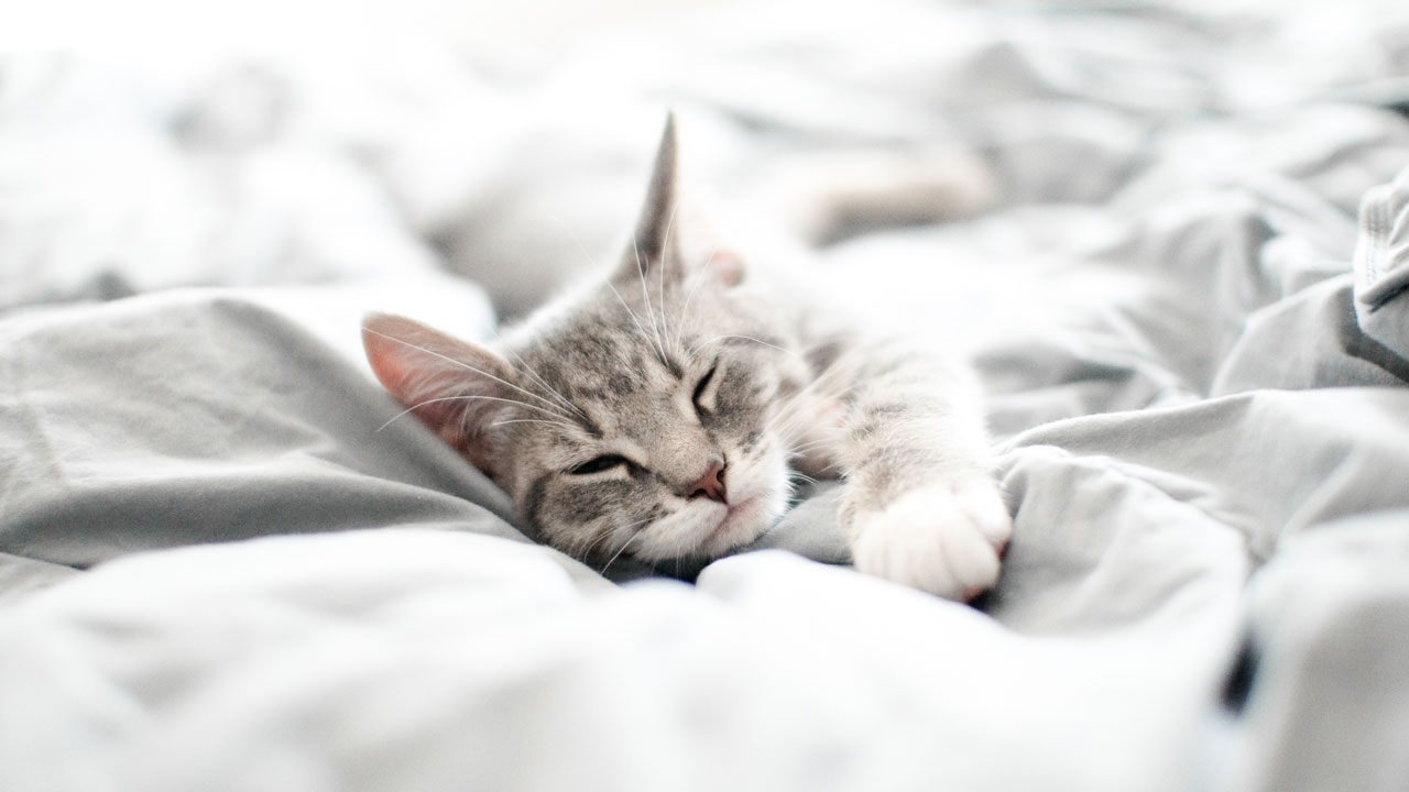 Einzigartiges Probiotikum f&uuml;r Fellnasen