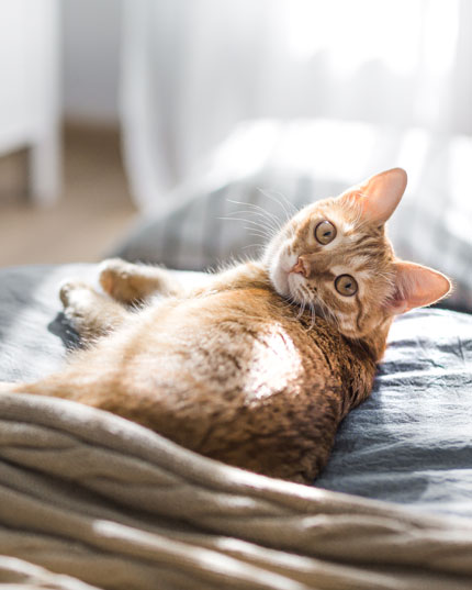 Sorgt f&uuml;r Ruhe und Gelassenheit