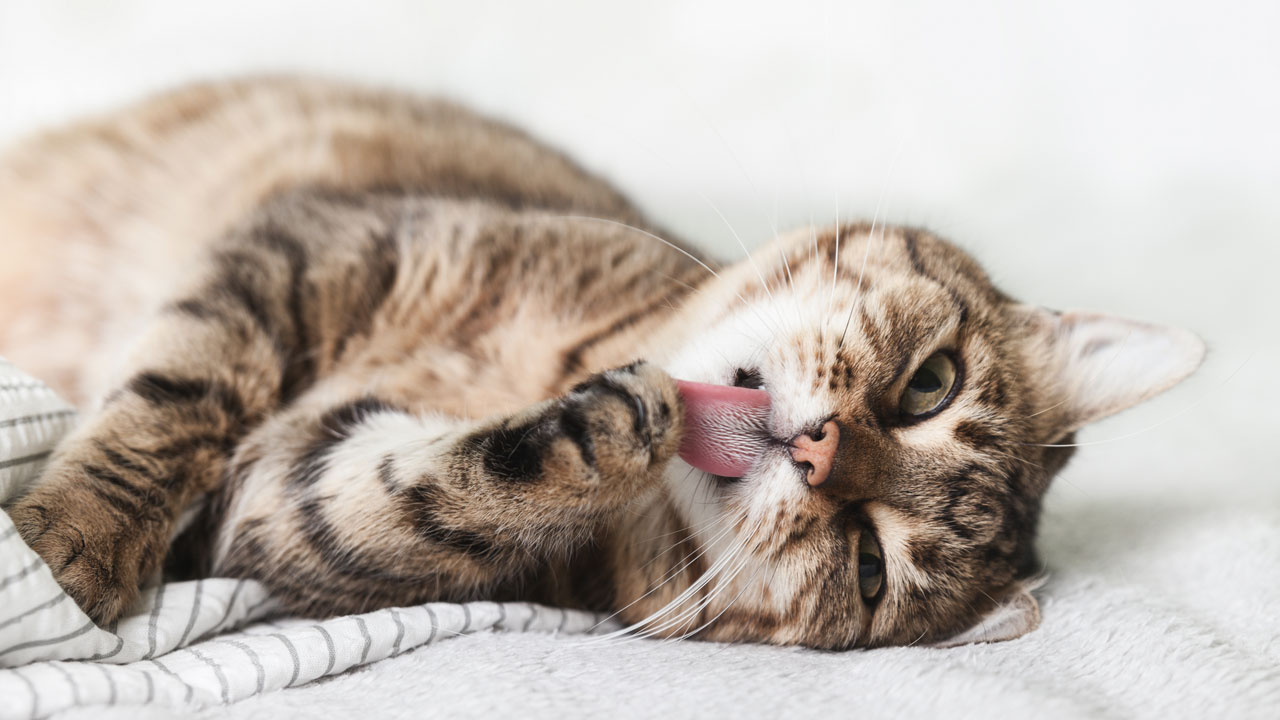 Effektive Unterst&uuml;tzung in Reinsubstanzqualit&auml;t