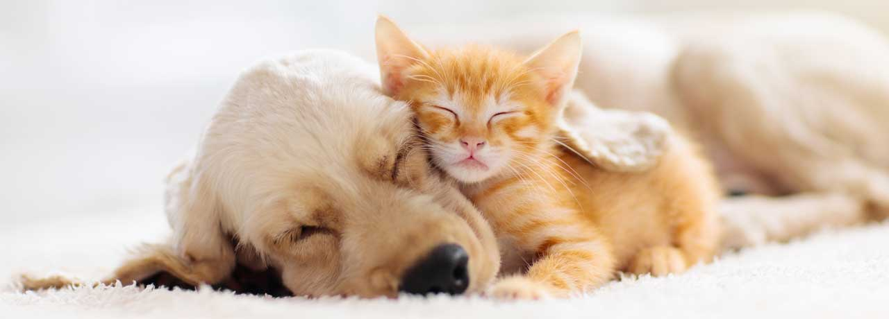 Einsatz, Dosierung & Studien - CBD &Ouml;l f&uuml;r Tiere