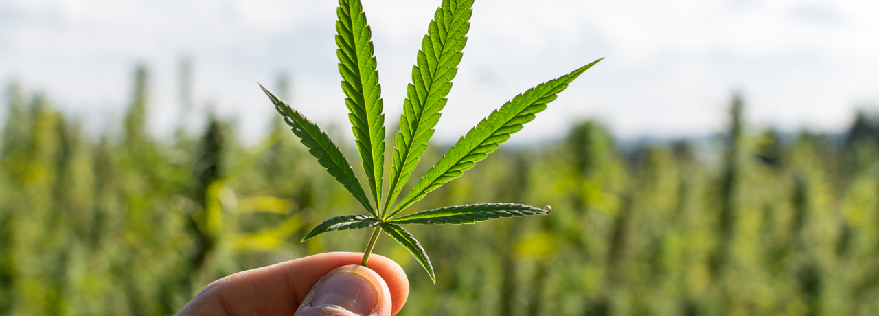 Hanf: Cannabis Sativa, Indica & Co - Die Unterschiede einfach erkl&auml;rt!