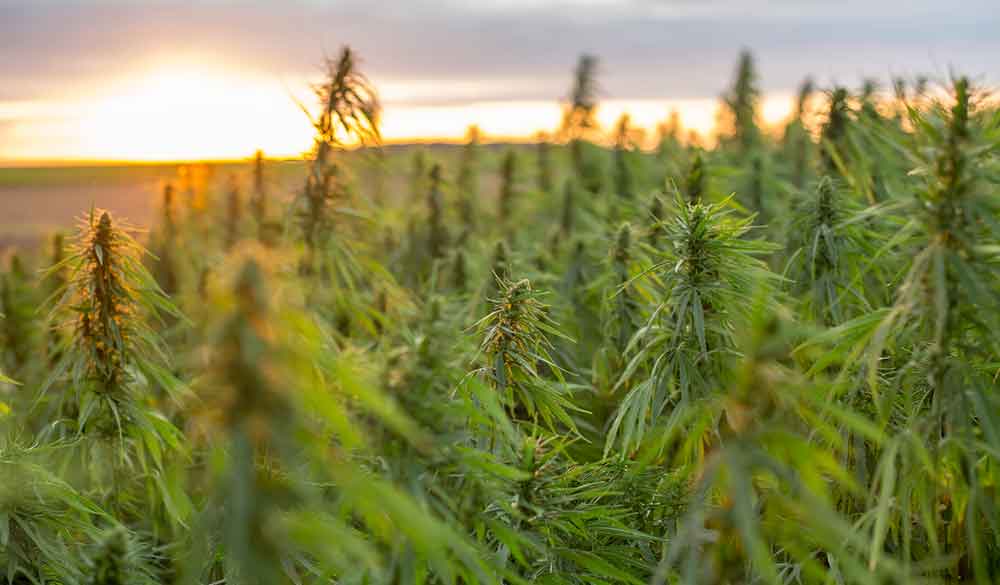 Hanfanbau: Nachhaltigkeit als Basis f&uuml;r hochwertige Produkte