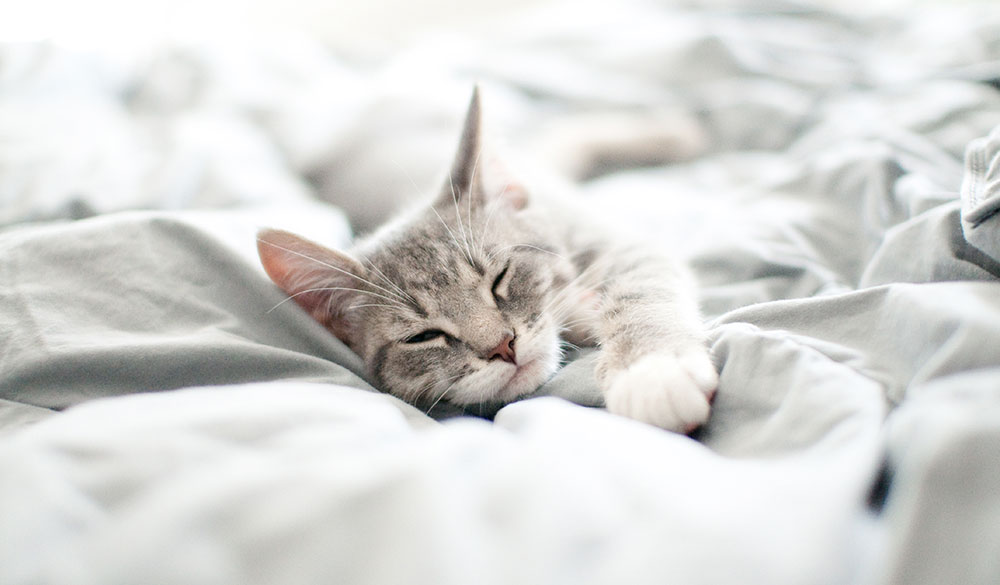 Neue Studie: Wie die F&uuml;tterung die Effekte von CBD bei Katzen beeinflusst