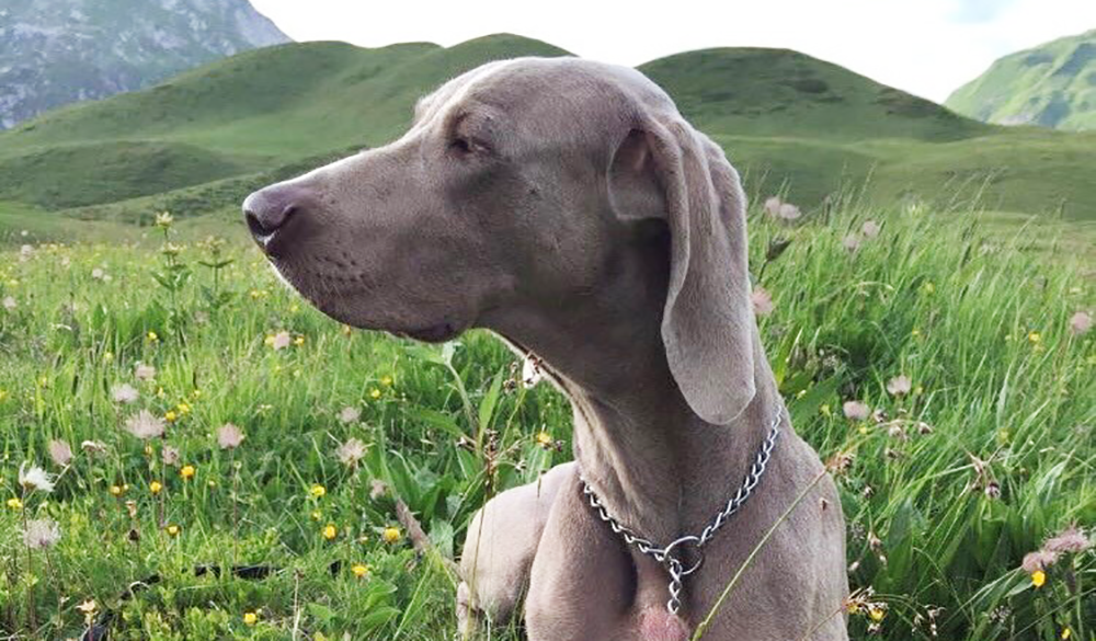 Pflanzenkraft als Alternative - CBD f&uuml;r Tiere