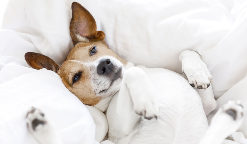 Anwendung von Bio CBD &Ouml;l bei Hunden und Katzen