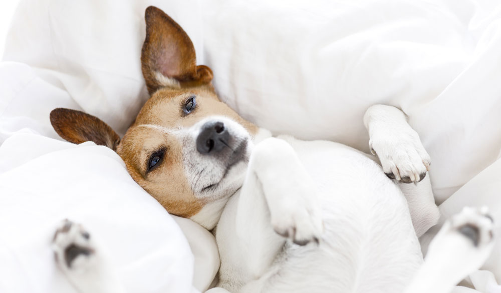 CBD gegen Stress und Unsicherheit bei Hunden CBD gegen Stress und Unsicherheit bei Hunden