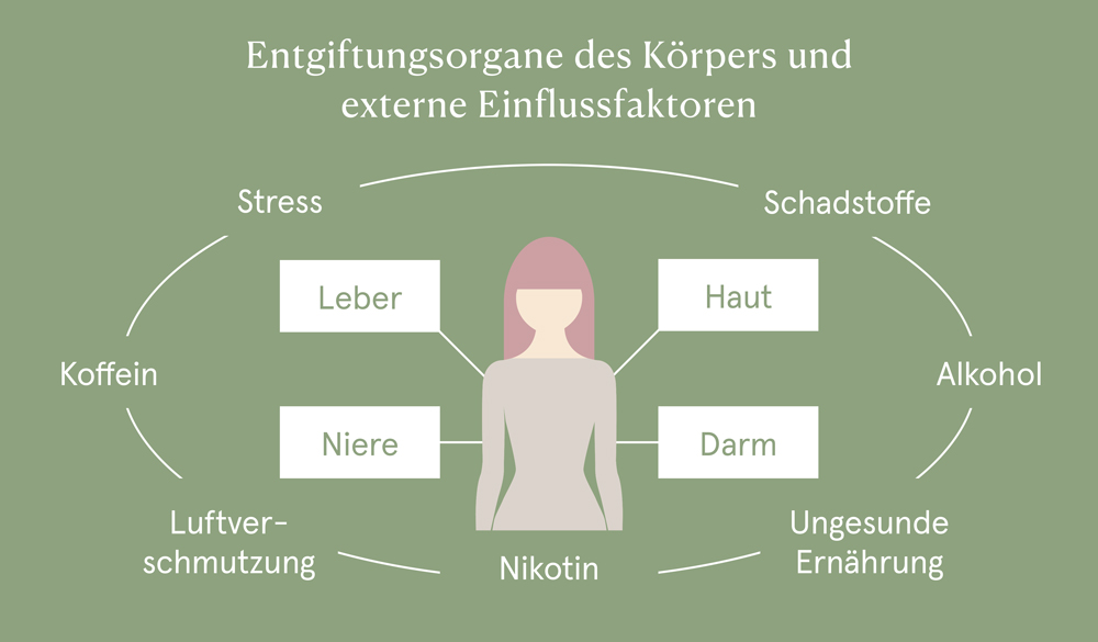 Entgiftungsorgane des K&ouml;rpers und externe Einflussfaktoren
