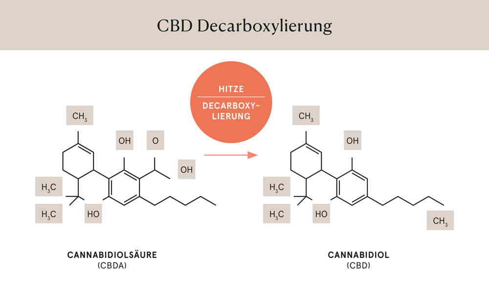 Grafik: Decarboxylierung - Umwandlung von CBDA in CBD Grafik: Decarboxylierung - Umwandlung von CBDA in CBD