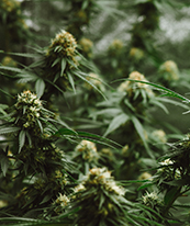 Qualit&auml;t und h&ouml;chste Reinheit online bestellen